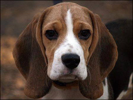 Видео! Английские гончие празднуют День независимости… от исследований