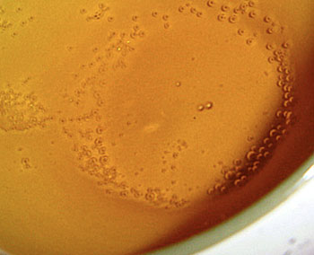 Яблочный сидр